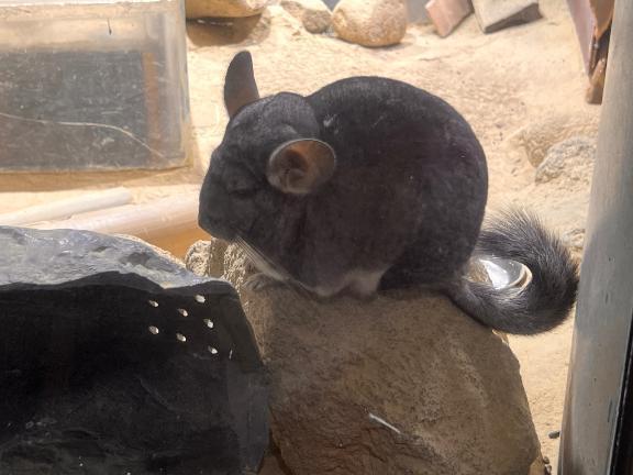 動物さんがみたいな♡♡
