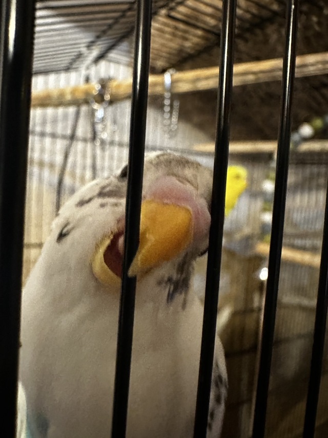 🐣🐥小動物cafe🦜