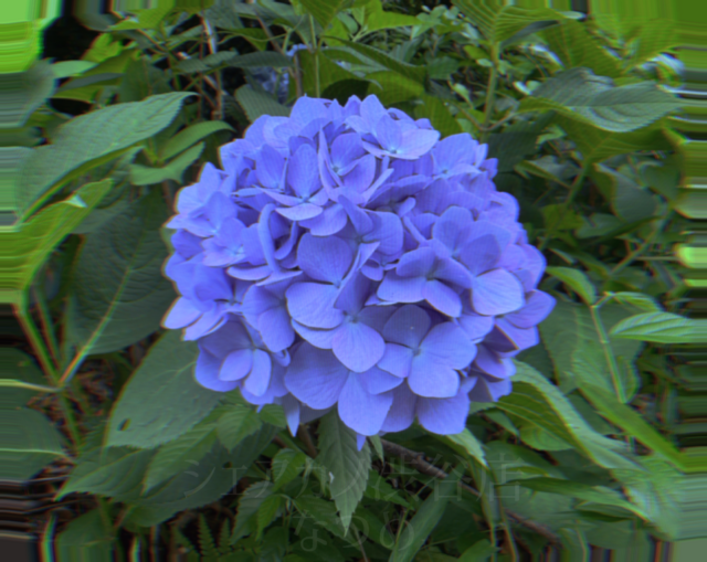紫陽花