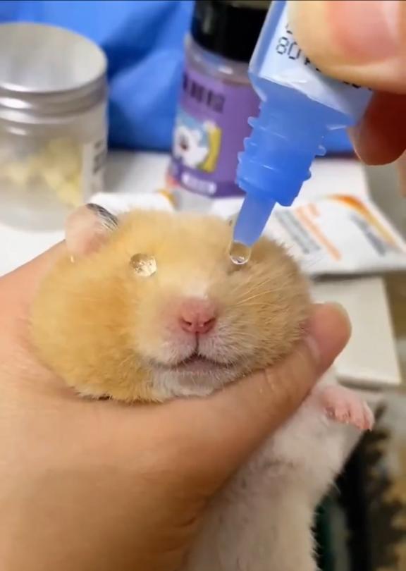 目薬をさすハムスター🐹