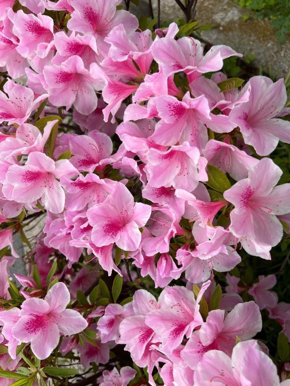 ツツジの季節🌸