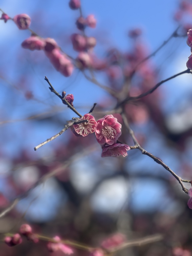 春を待ち侘びて