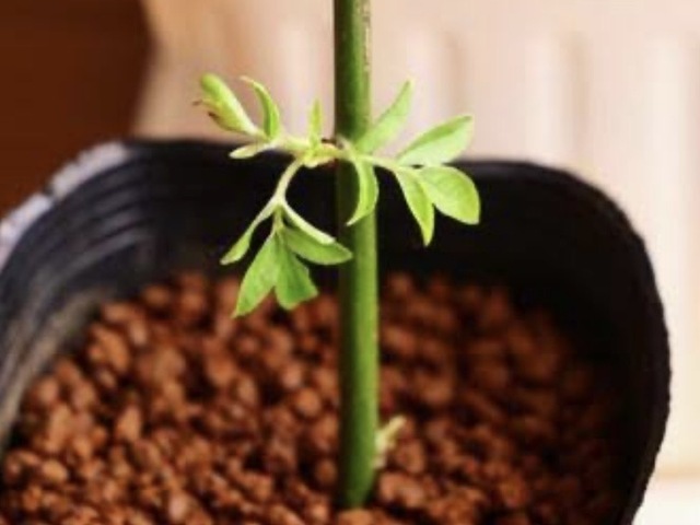 春を待ちわびて