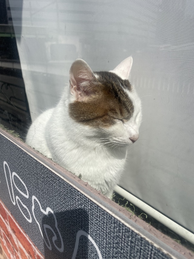 🐈