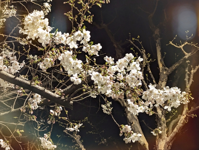 🌸夜桜🌸デートいいかもね