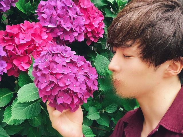 紫陽花