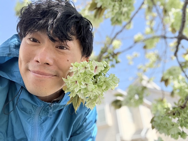 緑桜