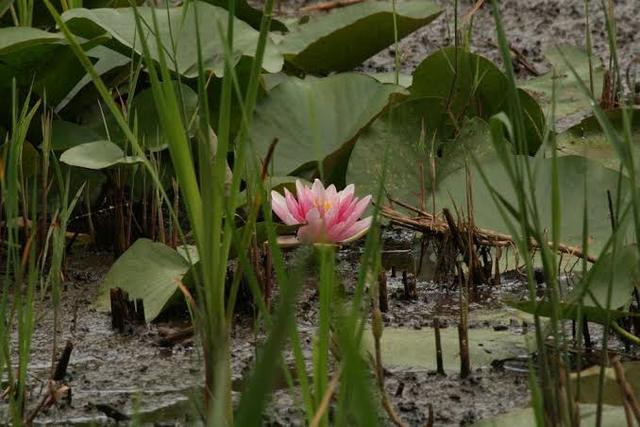 泥中の花