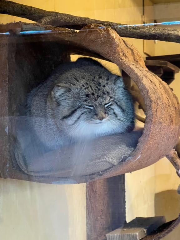 甘えたいにゃん🐱