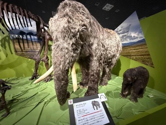 ちなみにマンモス