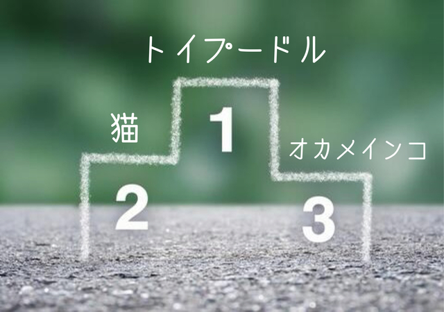 哉太ランキング！　【日常編】