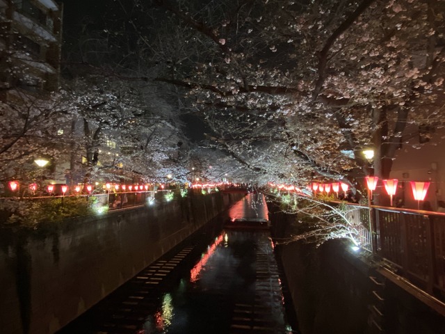 夜桜もとても良き