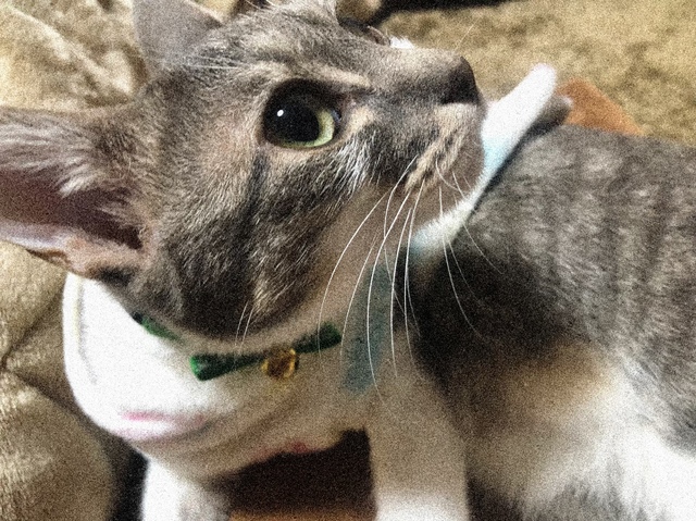 実家の猫