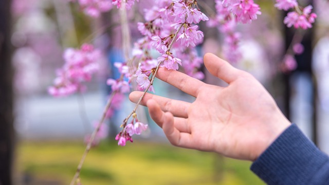 桜...!