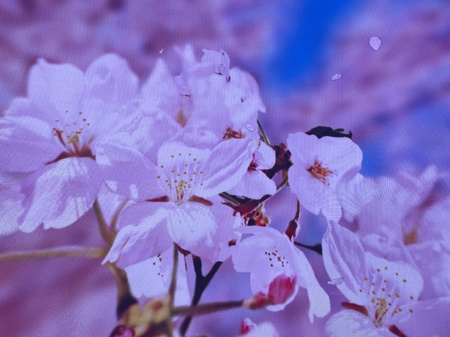 桜が綺麗でした?