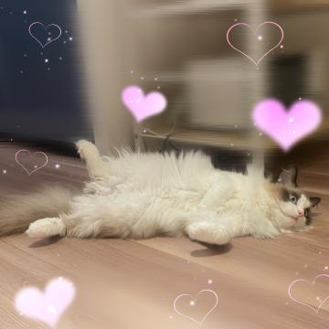 💛[お題]🐱とゴロゴロ💛
