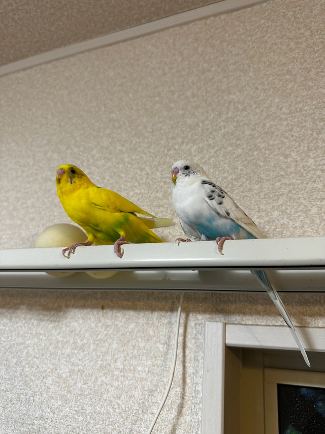 おはよう😃