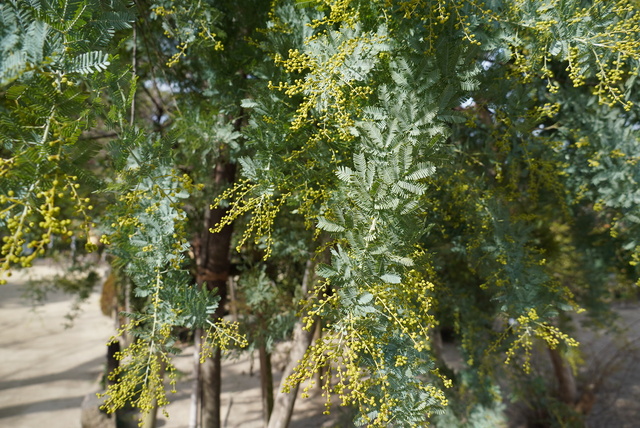お散歩しましたの