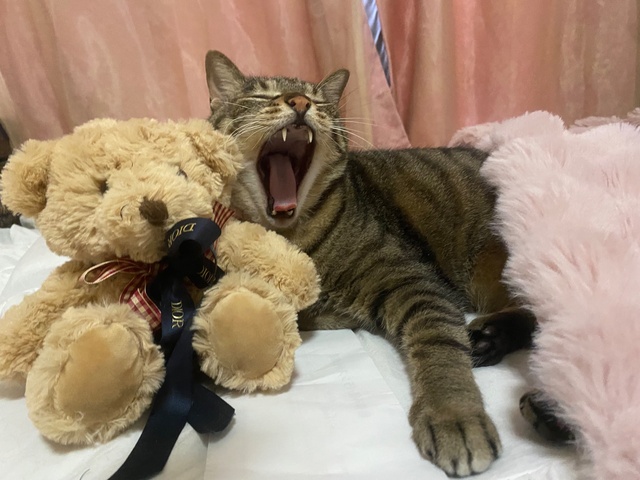 直近のシフト‼️