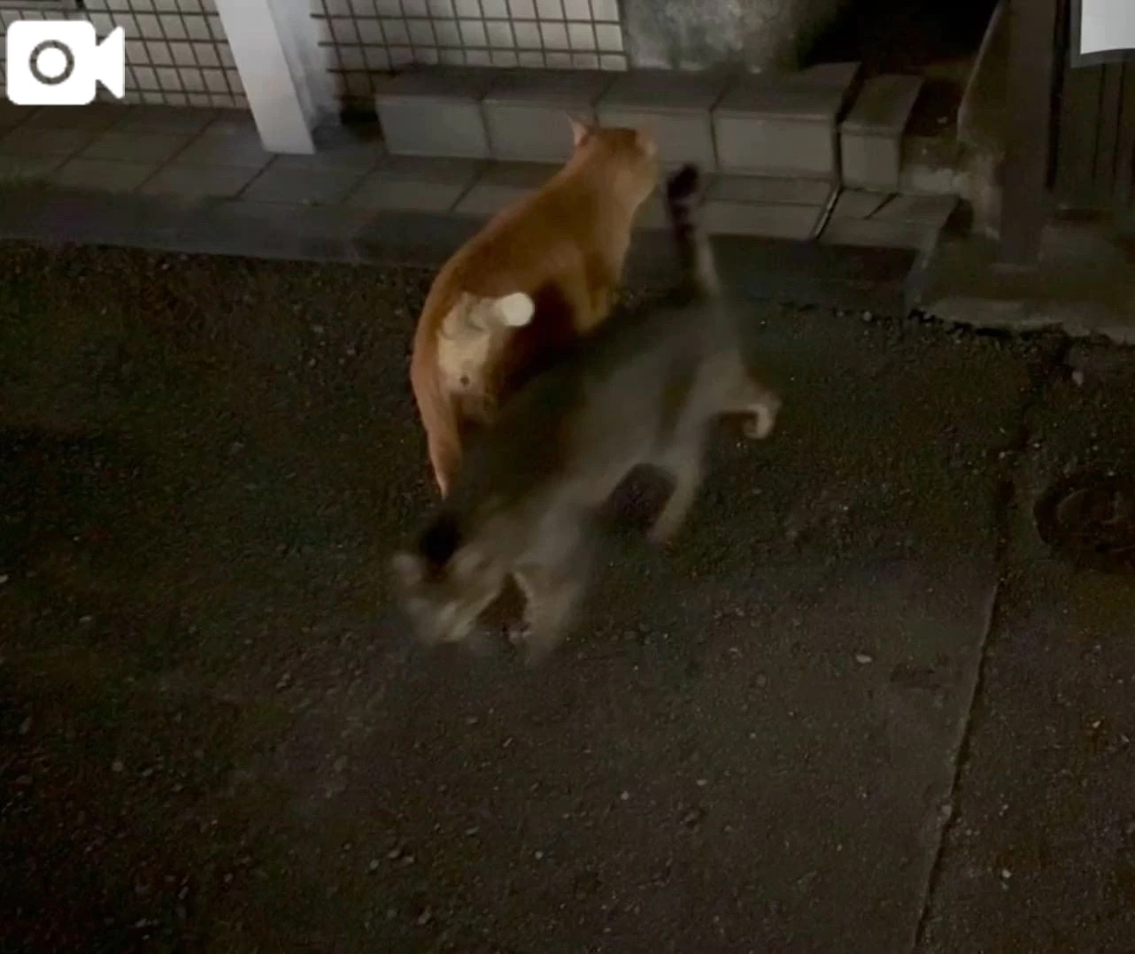 深夜の猫活♡