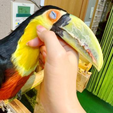 梟カフェ訪問❤️&8️⃣月の出勤追加🫶