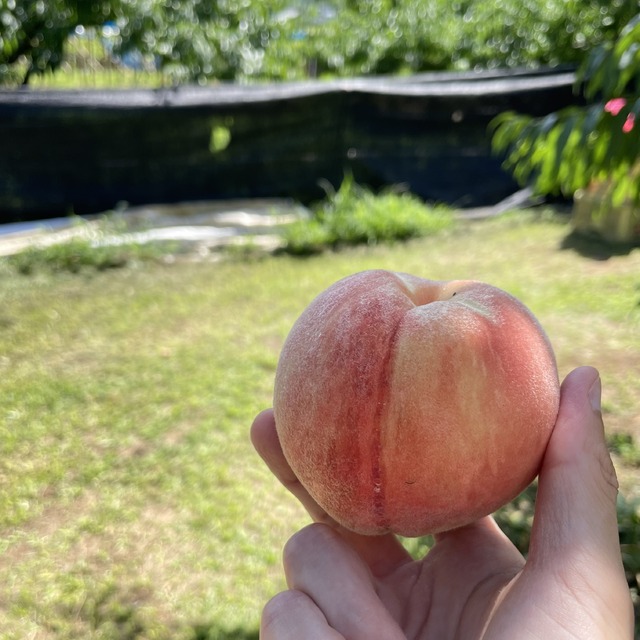 【旅行②】山梨県