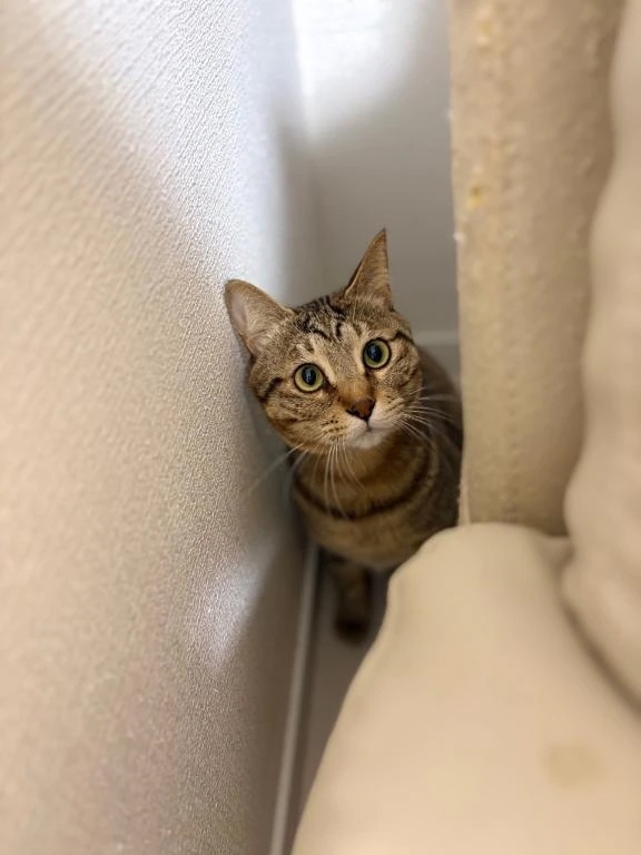 狭い所大好き♡