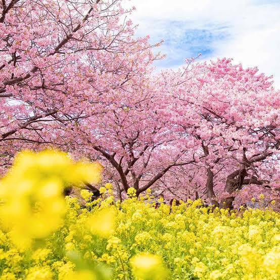 春がもう時期来ますね🌸
