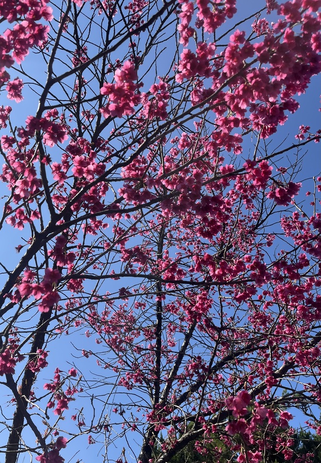 花見