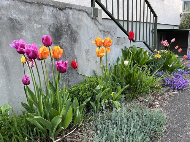 咲いた〜ᕷ⋆͛*咲いた〜⋆⸜🌷⸝‍⋆