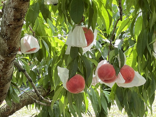 【旅行・果物狩り①】ももをお送りします🍑