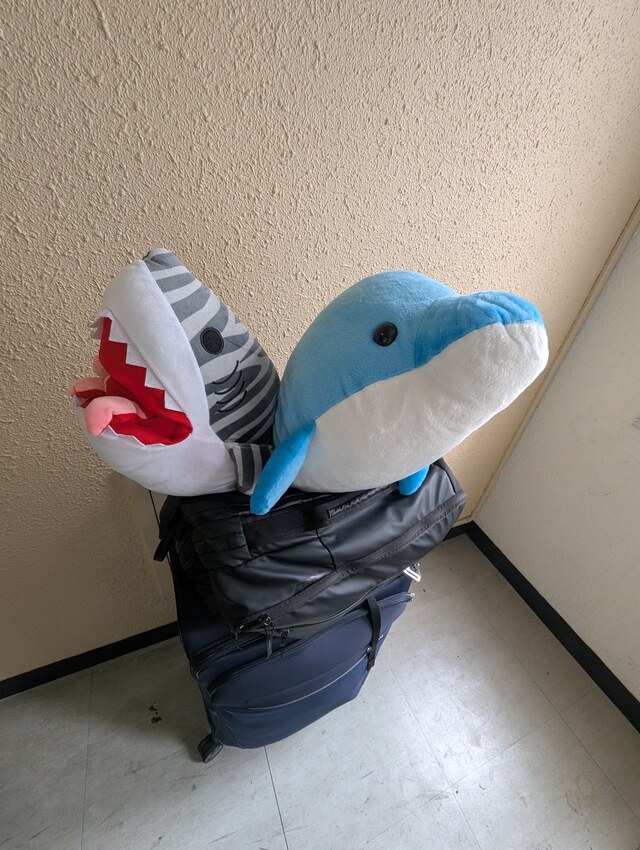 サメと帰ります🦈