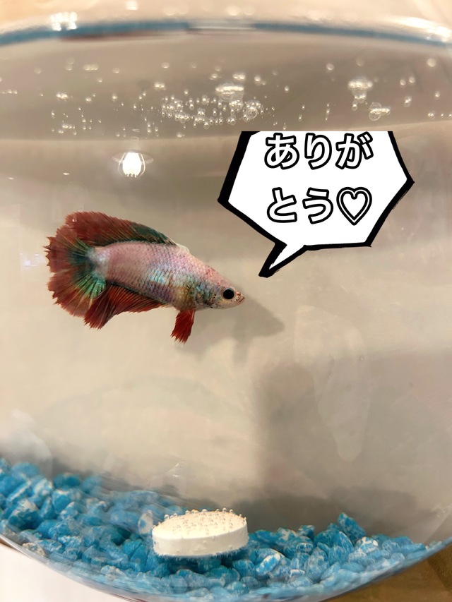 台風🌀回避！