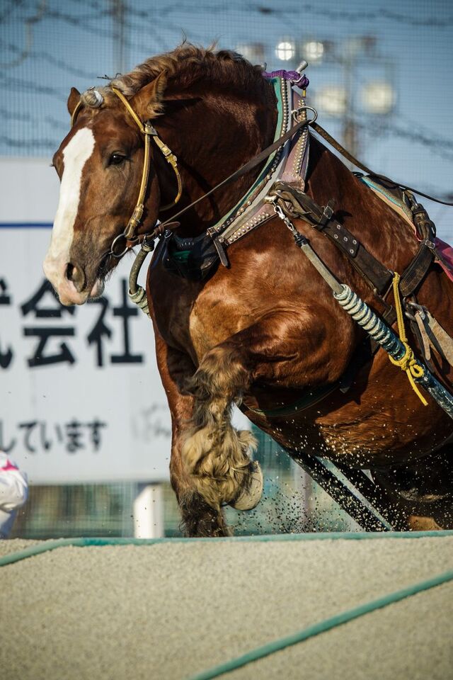 🪭2026年実現したいこと🪭