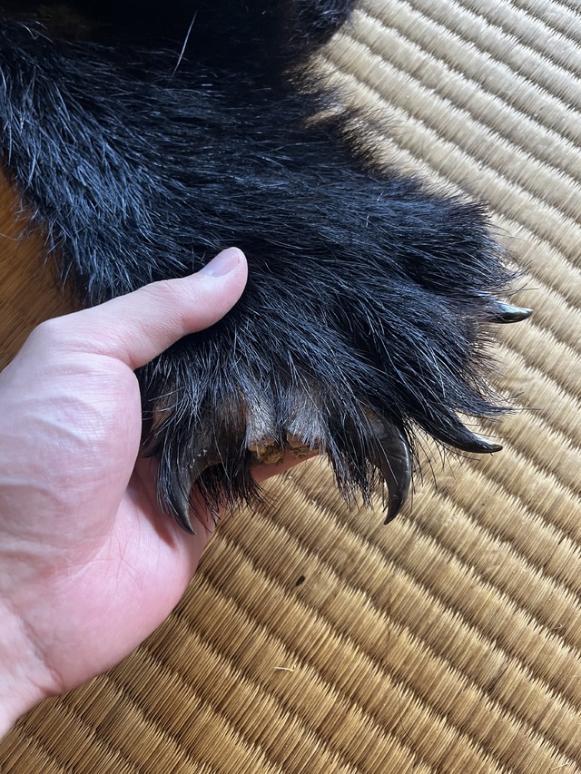 現代の飛脚を目指して