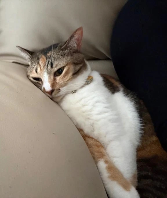 猫は液体♡