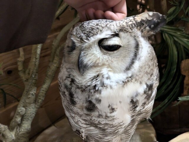 うっとり
