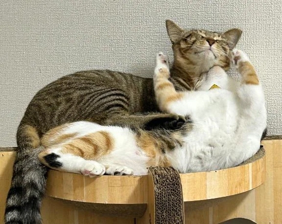 反りり〜ん♡