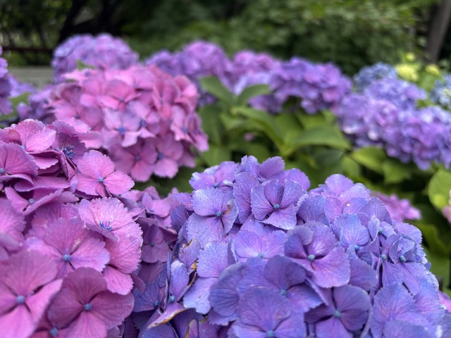 紫陽花