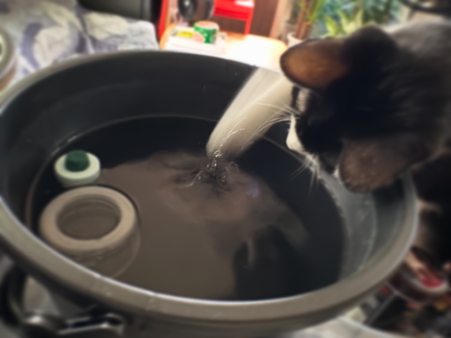 猫パンチ