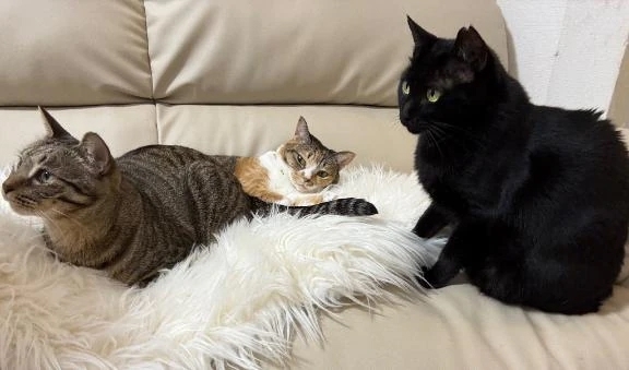 猫集会♡