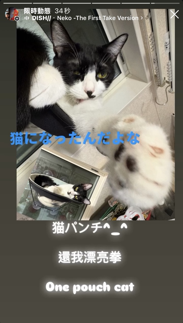 猫パンチ