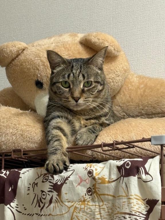 本日のスーパーマン?