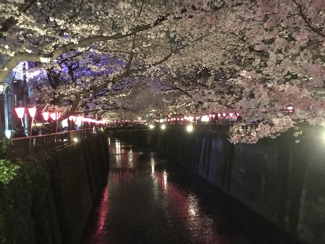 そろそろお花見