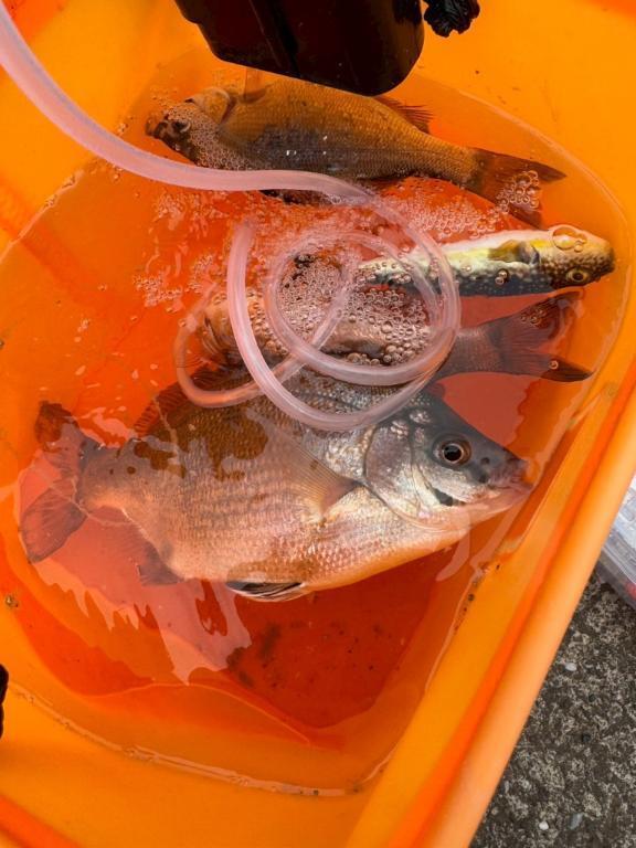 釣り🎣