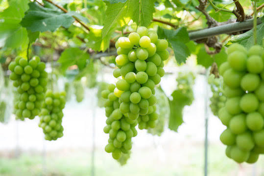 マスカットは食べにいこう🍇