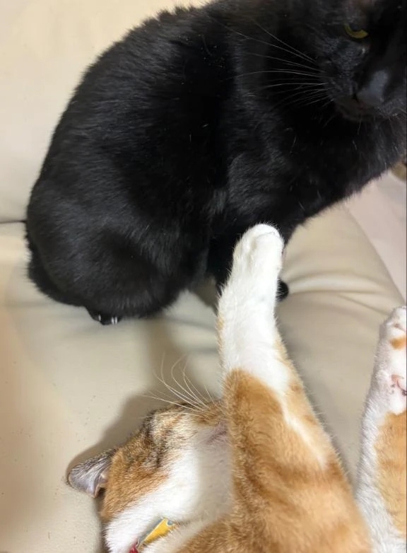 え？！おもちゃ？！