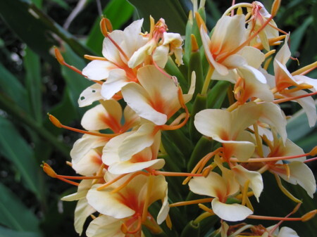 1月のアロマ【ジンジャー】