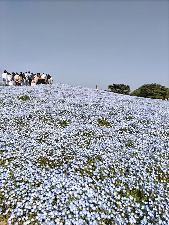 綺麗に咲いた春の花