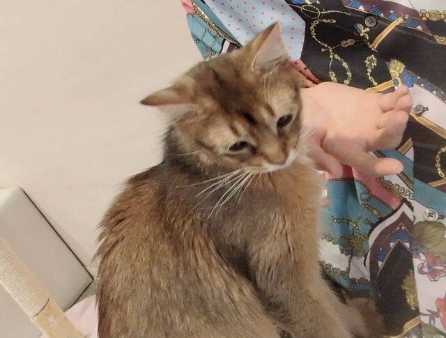 ネコ ネコ ネコ !!!